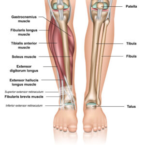 Anatomy of the lower leg
