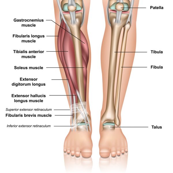 Shin In Leg Shin Splints - Paragon Orthotic Laboratory